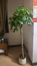 植男植女發(fā)財樹(shù)盆栽客廳室內大型綠植物辦公室好養綠植開(kāi)業(yè)招財樹(shù)源頭直發(fā) 曬單實(shí)拍圖
