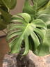 愛(ài)優(yōu)尚水培龜背竹盆栽客廳室內辦公室桌面植物40cm2株吸甲醛源頭直發(fā) 曬單實(shí)拍圖