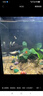 墨之瑤孔雀純種熱帶觀(guān)賞魚(yú)淡水熱帶魚(yú)小型小魚(yú)好養耐活斑馬活體鳳尾瑪麗 雜袍孔雀魚(yú)10條+5條備損 曬單實(shí)拍圖