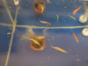 保拿仕熱帶魚(yú)糧小型魚(yú)飼料 幼魚(yú)魚(yú)苗通用 孔雀魚(yú)米奇斗魚(yú)魚(yú)糧不渾水魚(yú)食 保6g薄片【10包】 曬單實(shí)拍圖