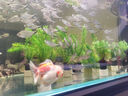 森悠（SARYOR）凈水植物蜈蚣草魚(yú)缸造景懶人水草冷水真水草耐低溫按斤水蘊草魚(yú)蝦 蜈蚣草1盆（約6-9根） 曬單實(shí)拍圖
