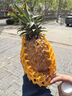 京鮮生海南金鉆鳳梨 凈重3斤2個(gè)裝單果650g起  樹(shù)上熟 源頭直發(fā)包郵 曬單實(shí)拍圖