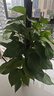 植男植女大葉綠蘿柱室內盆栽大型客廳落地好養易活辦公室喬遷開(kāi)業(yè)源頭直發(fā) 曬單實(shí)拍圖