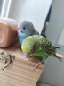 朗繽 鸚鵡活體鳥(niǎo)活物虎皮鸚鵡寵物活鳥(niǎo)玄鳳鸚鵡手養鳥(niǎo)會(huì )說(shuō)話(huà)幼鳥(niǎo)幼崽 綠色虎皮+藍色虎皮（一公一母） 曬單實(shí)拍圖