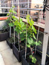 景琳涵特大巨峰葡萄樹(shù)苖帶葉陽(yáng)光玫瑰盆栽南方北方種植地栽爬藤葡萄樹(shù)苗 巨峰葡萄（12年特大苗/3公分粗)帶原土球發(fā)貨 曬單實(shí)拍圖