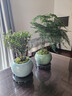 文竹盆栽植物室內花卉盆景客廳辦公室桌面小綠植好養云竹四季常青 精品文竹+冰釉淺綠盆+圓底托+苔蘚 曬單實(shí)拍圖