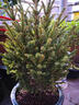 真的圣誕樹(shù)真樹(shù)活的挪威云杉樹(shù)諾貝松香松商場(chǎng)圣誕節耐寒綠植盆栽 高50-60厘米【單獨一棵樹(shù) 無(wú)贈品】 曬單實(shí)拍圖