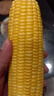 【云南高原玉米】現摘新鮮水果玉米新鮮甜玉米棒生鮮蔬菜可生吃 新鮮水果玉米 4斤 帶箱 300g起 曬單實(shí)拍圖