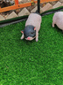 清雅仿真草坪隔音墊子假草皮屋頂陽(yáng)臺隔熱防滴水聲空調外機雨棚假草坪 3cm加密款消音草(1米寬*10米長(cháng)) 曬單實(shí)拍圖