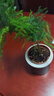 植導引力文竹綠植小盆栽四季常青室內桌面花卉植物 文竹+輕奢灰自吸盆 曬單實(shí)拍圖