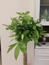 發(fā)財樹(shù)客廳大型盆栽辦公室綠植五辮子喬遷開(kāi)業(yè)送禮大號植物盆景 獨桿款1.0-1.1米發(fā)財樹(shù)【原盆】 含盆 曬單實(shí)拍圖