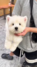 寵邁鑫西高地白梗幼犬軟毛剛毛純種西高地小狗雙血統家養寵物狗小體幼崽 寵物級 精品西高地 公 曬單實(shí)拍圖
