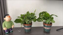 雙盟 綠蘿盆栽除甲醛花卉綠植辦公室新房?jì)艋諝?10款10盆裝源頭直發(fā) 曬單實(shí)拍圖