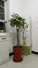 京東綠植發(fā)財樹(shù)大型綠植辦公室內花卉招財植物盆栽除甲醛1.4-1.6m源頭直發(fā) 曬單實(shí)拍圖