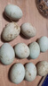 農(nóng)家散養(yǎng)鴨蛋新鮮生鴨蛋土鴨蛋綠殼青皮鴨蛋營養(yǎng)豐富 10枚 50g-60g 曬單實拍圖
