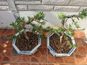 精品羅漢松樹(shù)苗盆景老樁造型盆栽綠花卉植物辦公室內客廳庭院好養 2顆7年苗(35-40高)優(yōu)質(zhì)發(fā)貨 曬單實(shí)拍圖