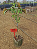 越南牛奶果樹(shù)嫁接苗星蘋(píng)果紫龍860 金星果牛奶果樹(shù)苗庭院盆栽地栽 牛奶果三年苗 50cm(含)-60cm(不含) 曬單實(shí)拍圖