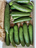 山東壽光水果黃瓜生吃脆新鮮荷蘭青瓜當季無(wú)刺小黃瓜源頭直發(fā) 精品水果黃瓜凈重 4.5斤 曬單實(shí)拍圖