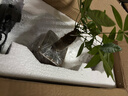 八芽盆栽發(fā)財樹(shù)植物室內禪意招財樹(shù)盆景辦公室桌面綠植源頭直發(fā)包郵 單粗桿發(fā)財樹(shù)-山居盆-大密胺托盤(pán) 含盆 曬單實(shí)拍圖