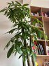嘆為觀(guān)止大型植物發(fā)財樹(shù)各種大顆盆栽開(kāi)業(yè)喬遷客廳辦公室內好養大型花卉 三桿發(fā)財樹(shù)【1.6-1.8米】 含盆 曬單實(shí)拍圖