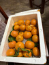 允農正宗廣東肇慶四會(huì )砂糖桔當季新鮮水果小橘子沙糖橘小桔子現摘現發(fā) 【精選裝】嚴選品質(zhì)丨甄選好果丨店長(cháng)力薦 凈重9斤【泡沫箱發(fā)貨】 曬單實(shí)拍圖