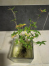 臨雅水培植物米竹盆栽辦公室內水養綠植盆景好養活30-40cm*1源頭直發(fā) 曬單實(shí)拍圖