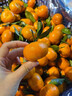 廣西金秋砂糖橘當季新鮮水果孕婦桔子砂糖桔蜜桔柑橘現摘生鮮整箱 9斤凈重8.5斤 曬單實(shí)拍圖