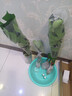 愛(ài)優(yōu)尚水培龜背竹盆栽客廳室內辦公室桌面植物40cm2株吸甲醛源頭直發(fā) 曬單實(shí)拍圖