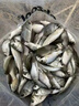 醉魚(yú)藥特效暈魚(yú)江河野釣魚(yú)塘清塘魚(yú)藥一塘清魚(yú)用麻醉魚(yú)靈捕魚(yú)神器 一瓶【體驗裝】 曬單實(shí)拍圖