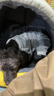 嬉皮狗（hipidog）狗狗自帶牽引秋裝比熊泰迪博美小型犬寵物衣服秋冬季四腳法蘭絨衣 灰色小狗 L（建議體重8-11斤） 曬單實(shí)拍圖
