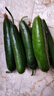 荷蘭水果黃瓜保鮮保脆爽口小黃瓜整箱新鮮現發(fā)即食減肥小水果零食 壽光田柳小黃瓜 2斤 曬單實(shí)拍圖