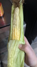 【云南高原玉米】現摘新鮮水果玉米新鮮甜玉米棒生鮮蔬菜可生吃 新鮮水果玉米 4斤 帶箱 300g起 曬單實(shí)拍圖