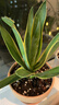龍舌蘭盆栽室內大株多肉植物花卉樹(shù)苗好養活 龍舌蘭-多肉【原袋盆】 含盆 曬單實(shí)拍圖