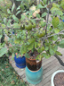 爾瀾60-70cm砂糖橘樹(shù)苗橘子苗沙糖桔樹(shù)苗果樹(shù)苗露天陽(yáng)臺種植源頭直發(fā) 曬單實(shí)拍圖