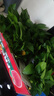 雙盟綠蘿盆栽除甲醛花卉綠植辦公室新房?jì)艋諝?10豎紋盆8盆源頭直發(fā) 曬單實(shí)拍圖