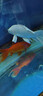 臺灣純種普身蝴蝶鯉觀(guān)賞魚(yú)冷水金魚(yú)錦鯉大鰭大尾好養耐活包活到家 （貴妃普身）黑白黃紅15-20公分各1條 公母搭配 曬單實(shí)拍圖