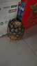 都樂(lè )Dole 無(wú)冠金菠蘿 都樂(lè )鳳梨 新鮮水果 2粒裝 單果900g起【活動(dòng)專(zhuān)享】 曬單實(shí)拍圖