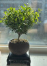 開(kāi)時(shí)果 小葉赤楠盆景擺件 辦公室桌面綠植花卉好養盆栽植物源頭直發(fā)包郵 【熱銷(xiāo)款】舍得紫砂盆+黑石+底座 曬單實(shí)拍圖