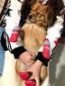 珊野狗狗鞋子小型犬秋冬防水防臟腳套泰迪比熊博美冬季不掉腳寵物襪子 紅色【高幫防抓】底部防水 M碼【建議8斤-15斤】 曬單實(shí)拍圖