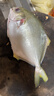 翔泰 海南金鯧魚(yú)凈重900g 2條裝  魚(yú)類(lèi)生鮮 火鍋食材 海鮮水產(chǎn)  曬單實(shí)拍圖