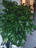 愛(ài)優(yōu)尚幸福樹(shù)盆栽客廳室內大型綠植辦公室喬遷新家綠寶凈化空氣源頭直發(fā) 曬單實(shí)拍圖