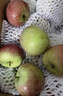 國光蘋(píng)果正宗老品種小國光酸甜脆口山東五蓮30年老樹(shù)自然成熟 5斤 大果70mm以上 曬單實(shí)拍圖
