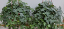 通沭常春藤四季常青爬藤植物除甲醛凈化空氣 長(cháng)30-50cm3棵源頭直發(fā) 曬單實(shí)拍圖