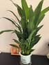 【熱銷(xiāo)款】白掌一帆風(fēng)順盆栽水培植物室內花綠植紅掌發(fā)財樹(shù)吸甲醛 【店主推薦】特級白掌6-8株帶花+早安盆+營(yíng)養液 曬單實(shí)拍圖