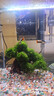 莫斯樹(shù)魚(yú)缸樹(shù)真樹(shù)沉木水草懶人造景無(wú)需底沙大蘑菇頭魚(yú)缸造景擺件 迎客松造型莫斯樹(shù)(推薦30-60缸） 曬單實(shí)拍圖