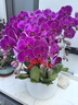 元族【2小時(shí)達】大蝴蝶蘭盆栽蘭花同城配送鮮花送父母長(cháng)輩禮物年宵花 【恭賀新禧】10株紫色蝴蝶蘭盆栽（花盆隨機） 曬單實(shí)拍圖