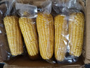 蓮山九鮮新東北玉米鮮嫩黏甜糯香甜新鮮苞米玉米棒真空包裝早餐粗糧 220g*10支裝黃糯玉米 曬單實(shí)拍圖