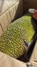 京鮮生 海南菠蘿蜜整個(gè) 13-17斤 凈重13斤生鮮水果 源頭直發(fā) 曬單實(shí)拍圖