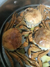【活蟹】乾澄大閘蟹現貨 精選全母2.3-2.6兩8只 鮮活螃蟹去繩足重海鮮河蟹源頭直發(fā) 曬單實(shí)拍圖