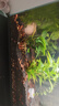 瘋狂水草水草植物直接入缸火山石生態(tài)魚(yú)缸造景全套30-50cm缸源頭直發(fā)包郵b 曬單實(shí)拍圖